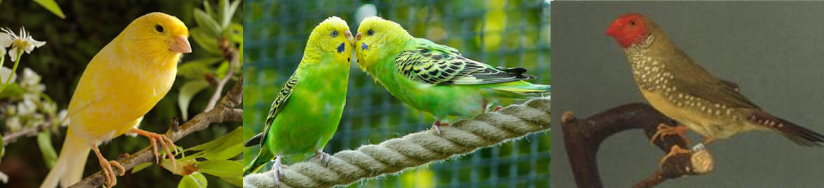 Vogels